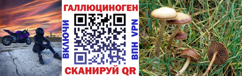 Псилоцибиновые грибы Psilocybe  Купить  Барыш 